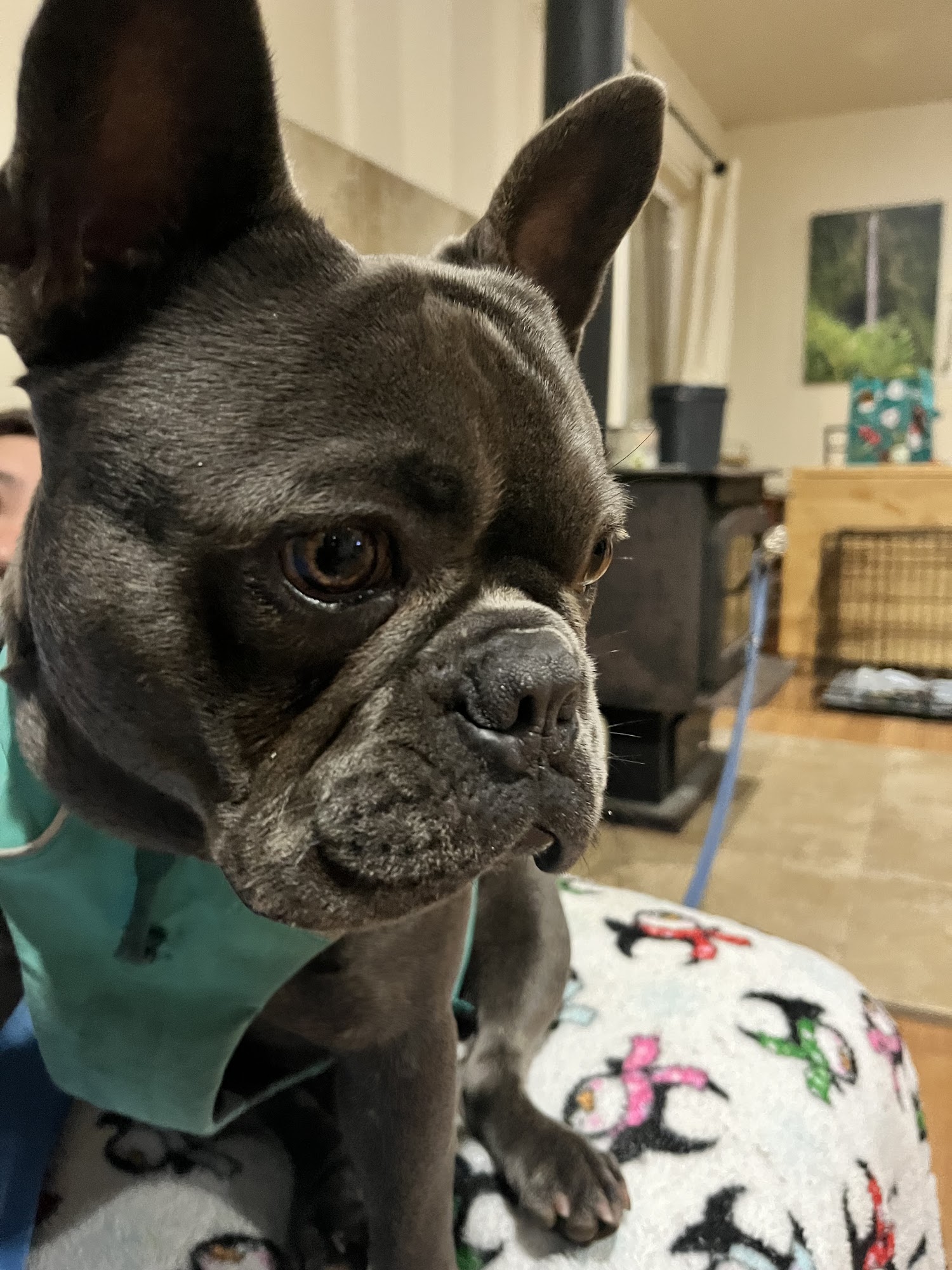 Good Karma Spay and Neuter Clinic Hilo