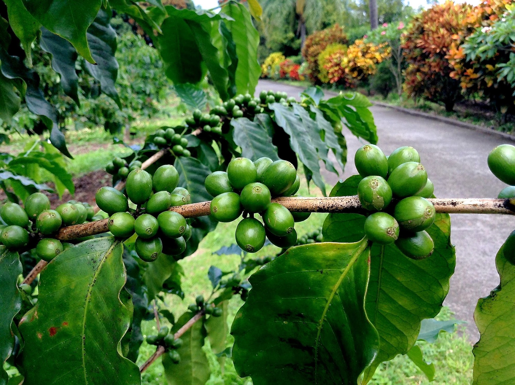 Mauka Meadows Coffee Farm