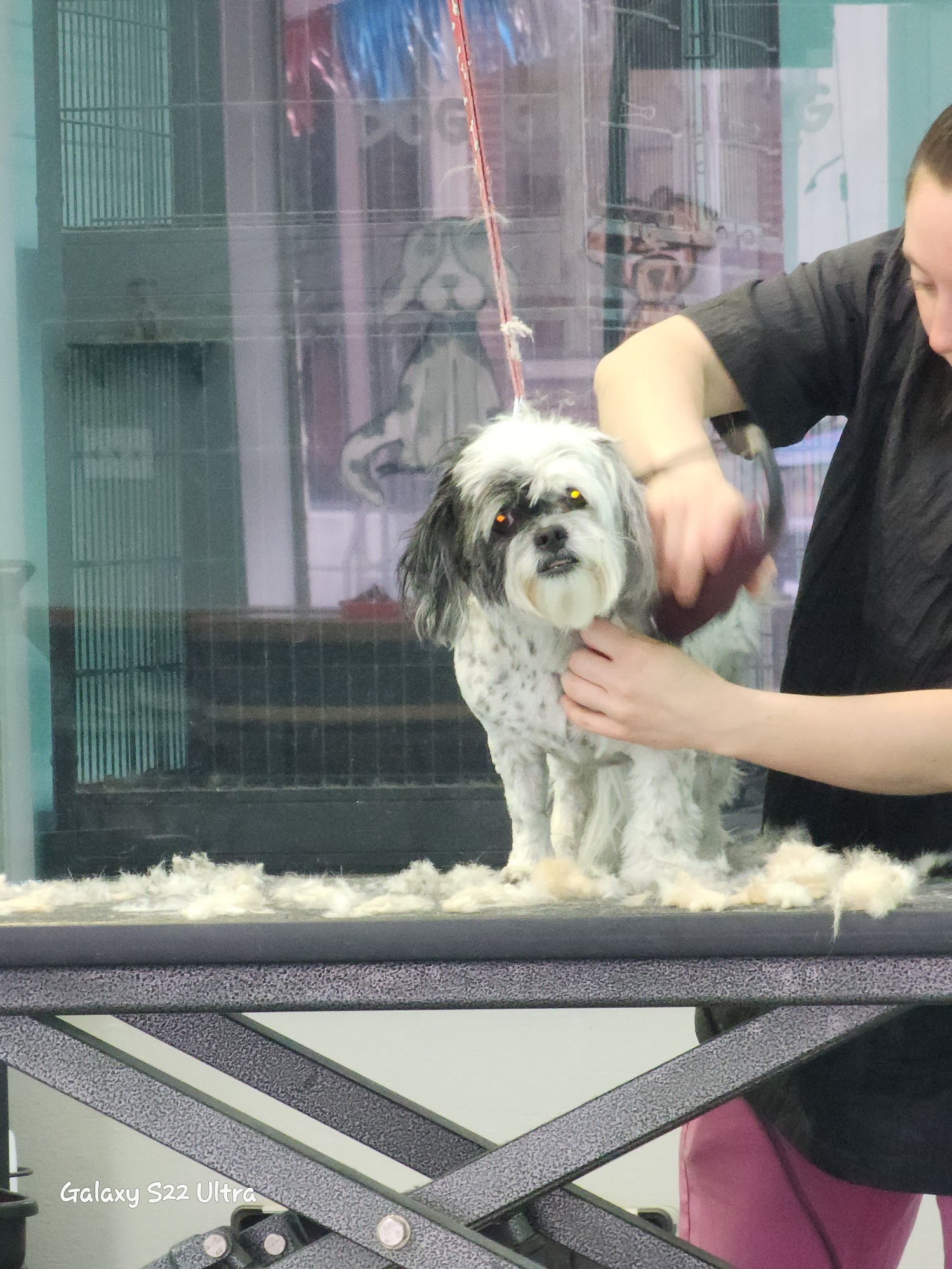 Shampoochies dog grooming Burley