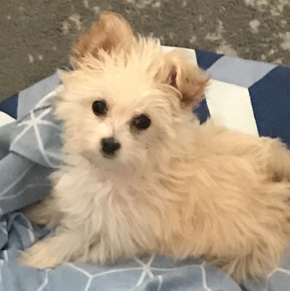 Vca Alpine Animal Hospital Inc: Lundquist K Seth DVM Chubbuck