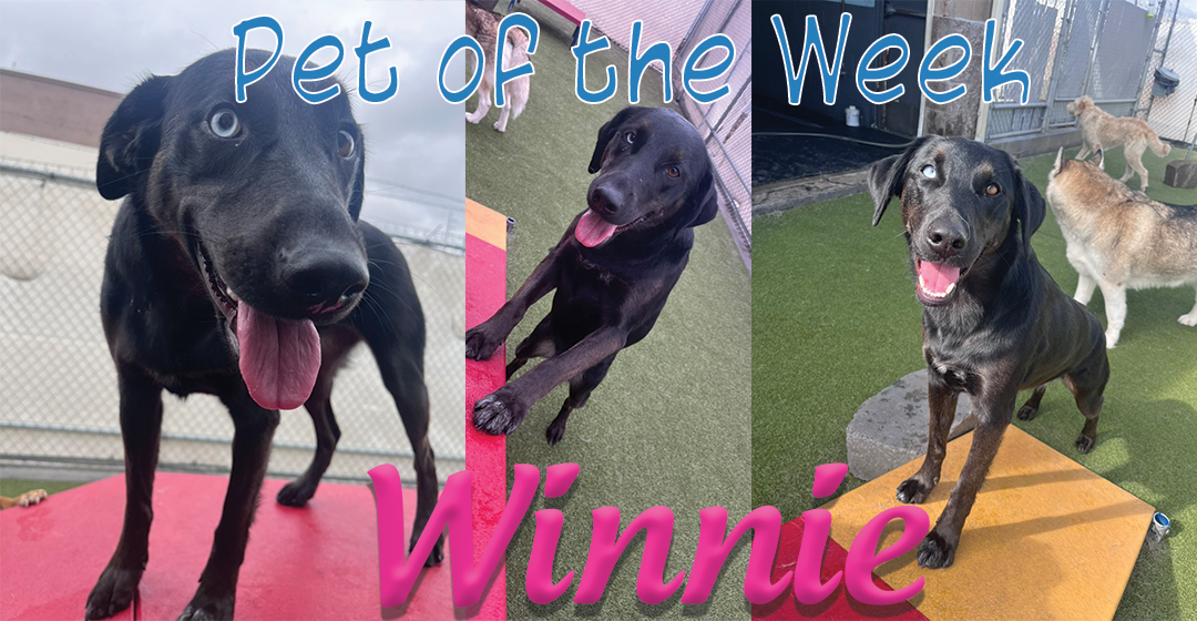 Intermountain Pet Lodge