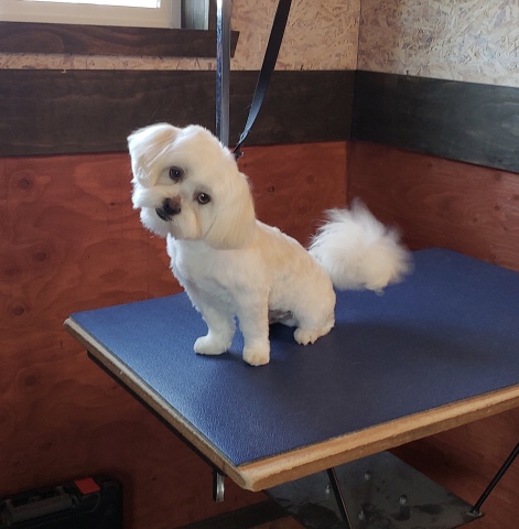 Michelle's Dog Grooming 28880 Old Fort Boise Rd, Parma Idaho 83660