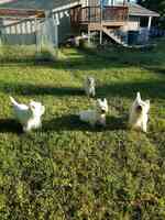 La Terra Dios Westies & Grooming