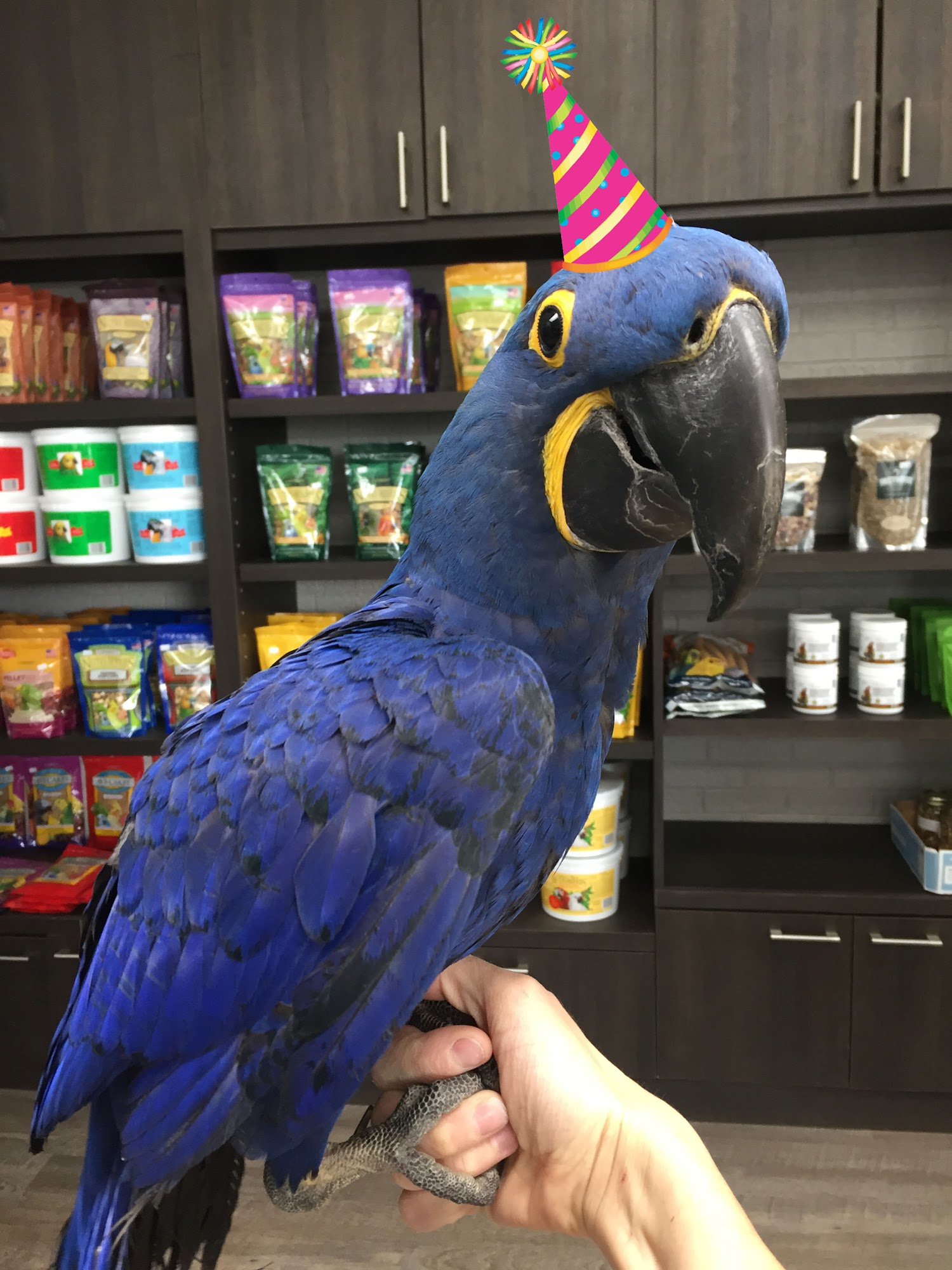 Parrot Stars Parties and Education Center Arlington Heights