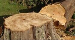 TNT Tree Service & Stump Grinding
