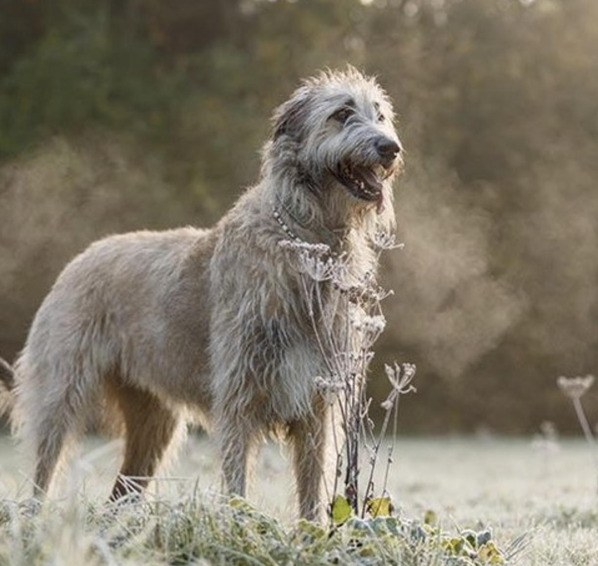 Paws & Remember Champaign