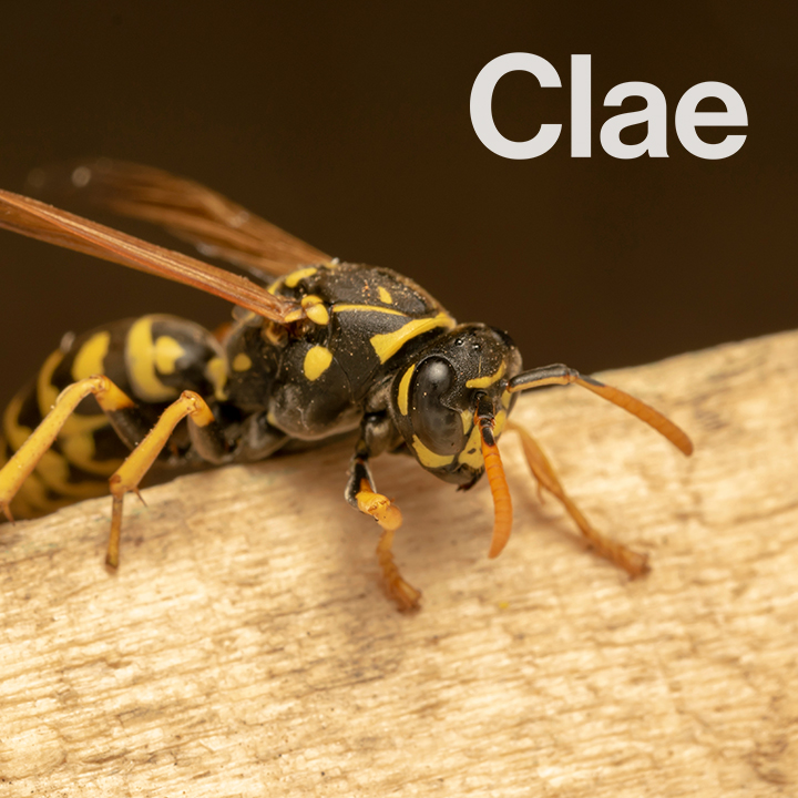 Clae Pest Control LLC 410 Elgin Ave Suite B, Forest Park Illinois 60130