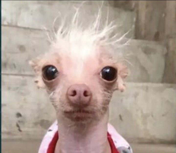 First Impressions Barber Shop