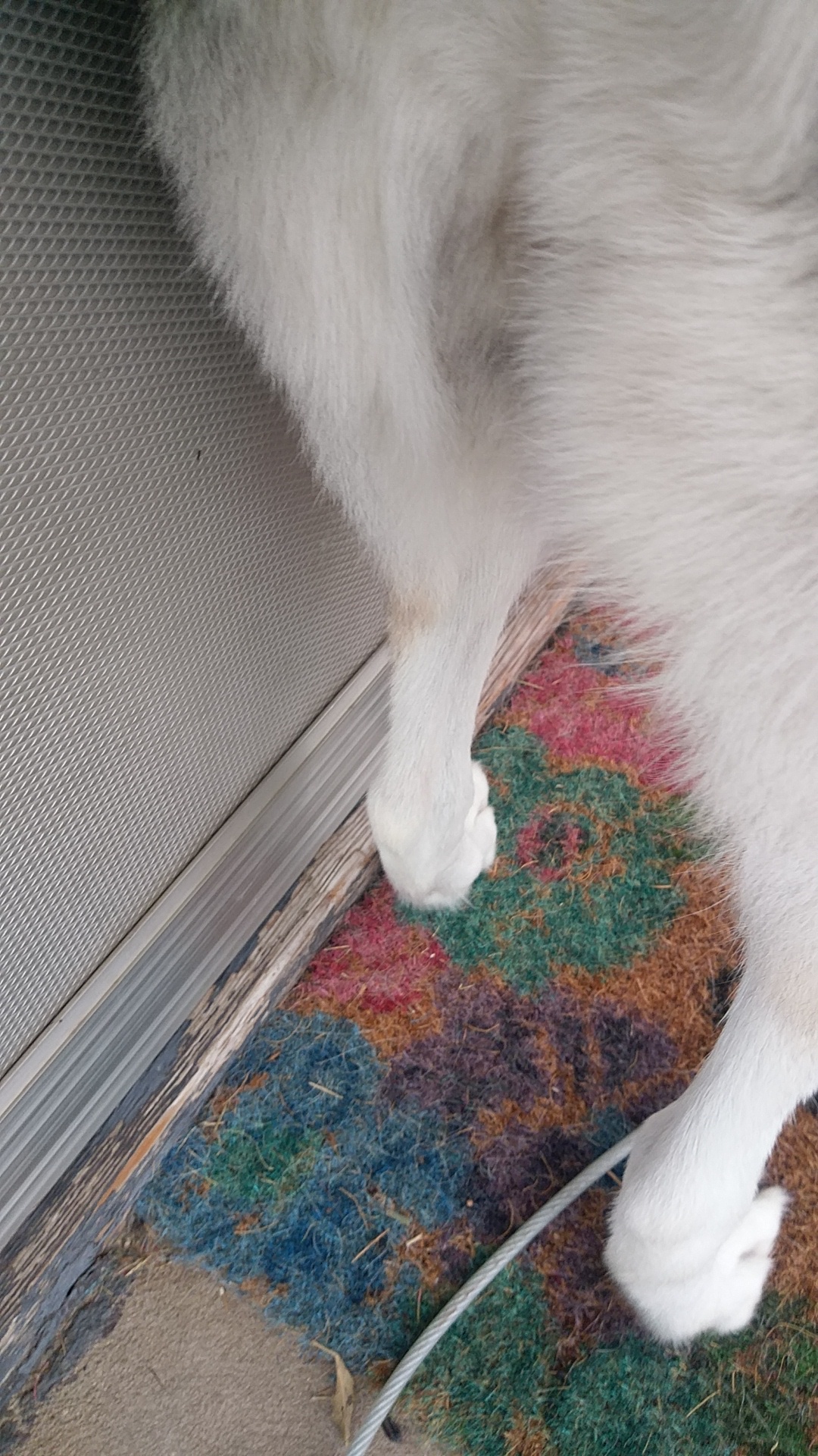 A Dippity Doggie Spa Peru