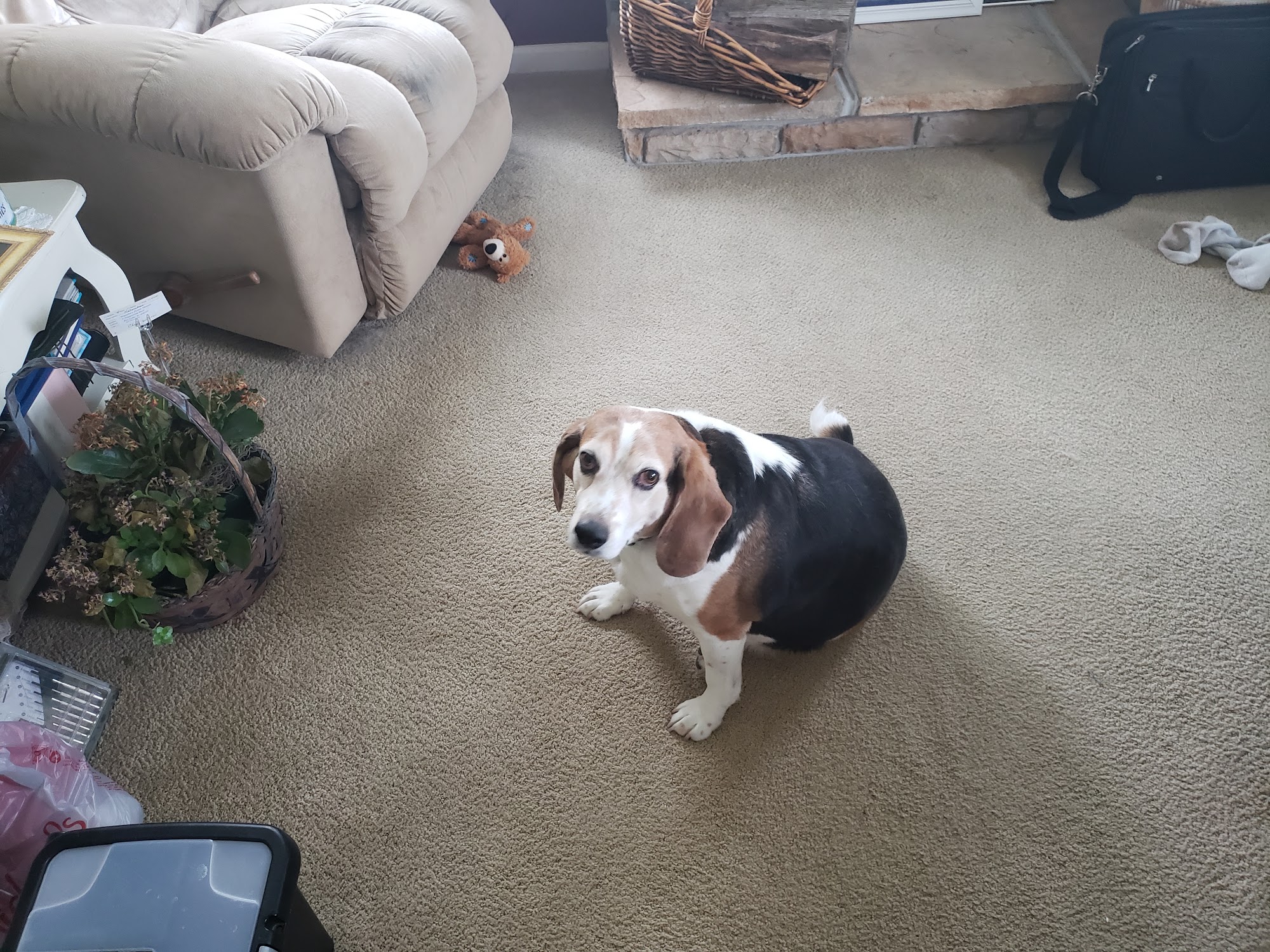 Comfy K9's Round Lake