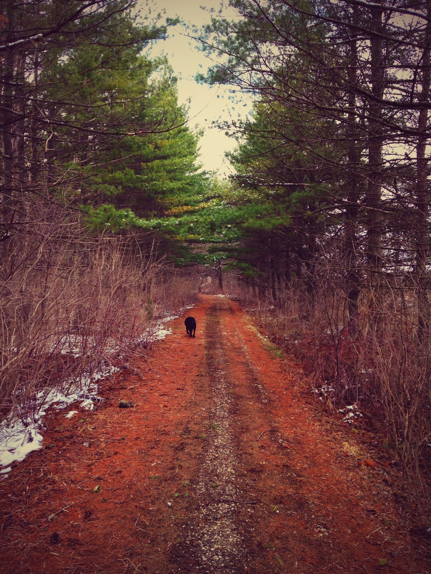 Mann Michael DVM Round Lake