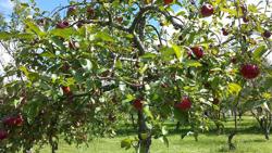 Meadowmoor Orchard