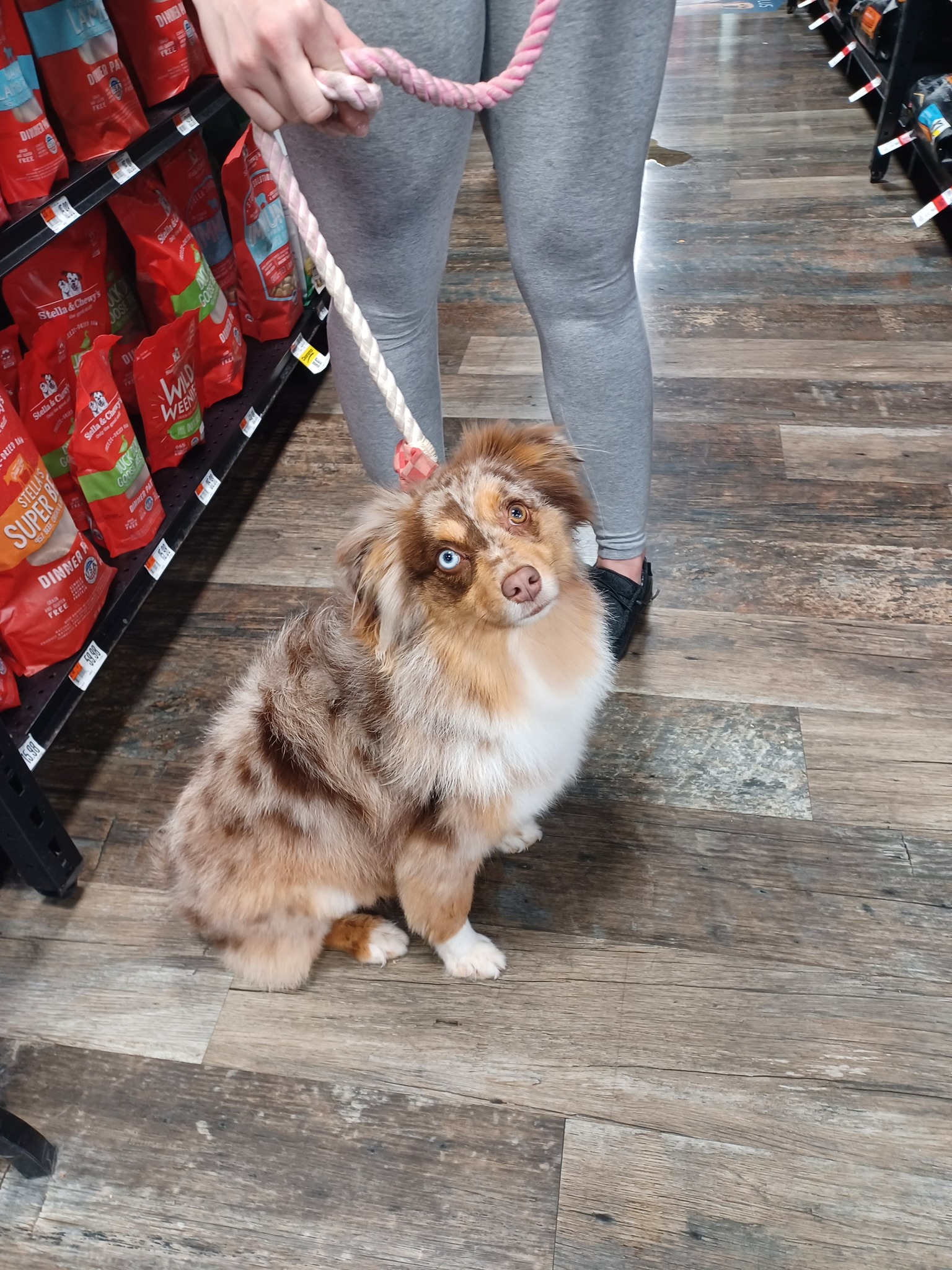 Pet Facilities in Kokomo, Indiana Pet Stores, Grooming, Pet Care, Pet