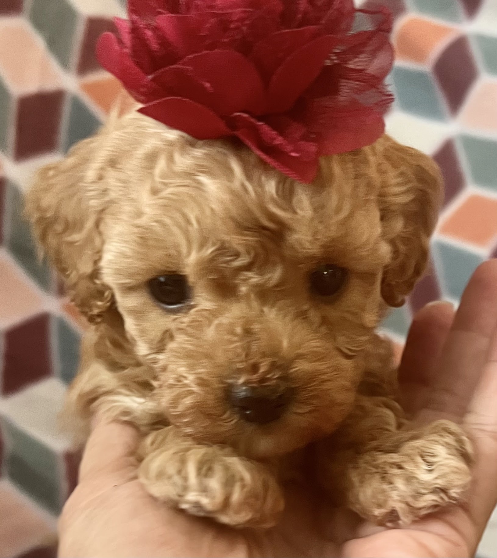 Jackie's Cockapoos and Maltipoos of Indiana New Albany