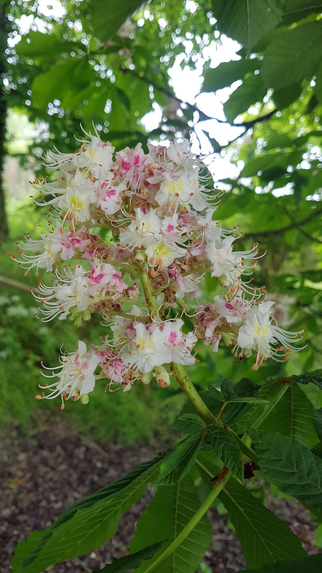 Handcocks Farm Nursery