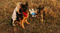 Special K9 Dog Training & Country Resort