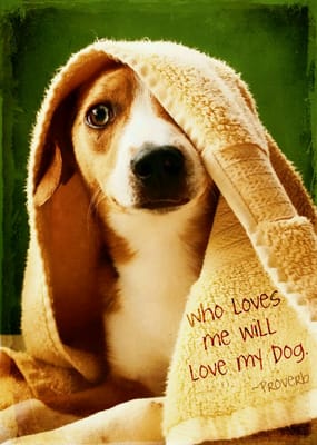 Tandy's Pet Salon Hodgenville