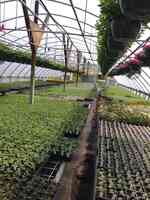 Morrison's Greenhouses