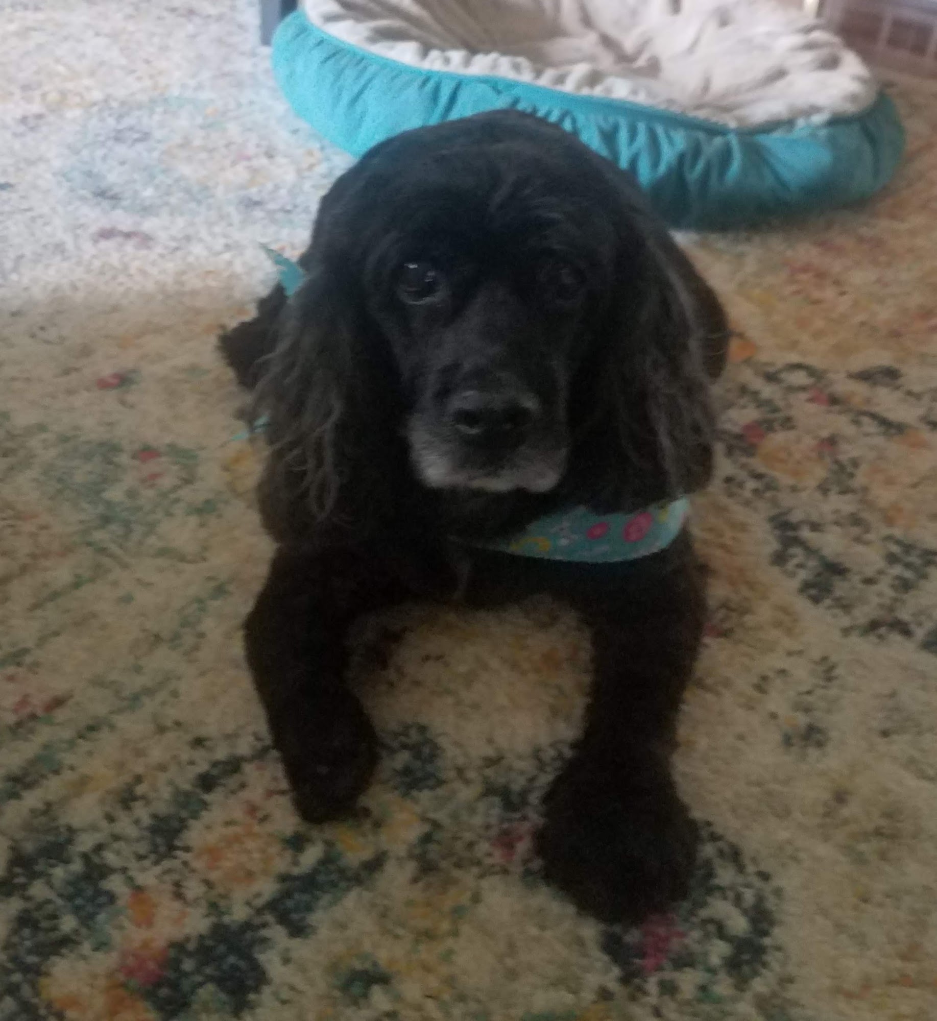 Prefurred Dog Grooming & Boarding Somerset