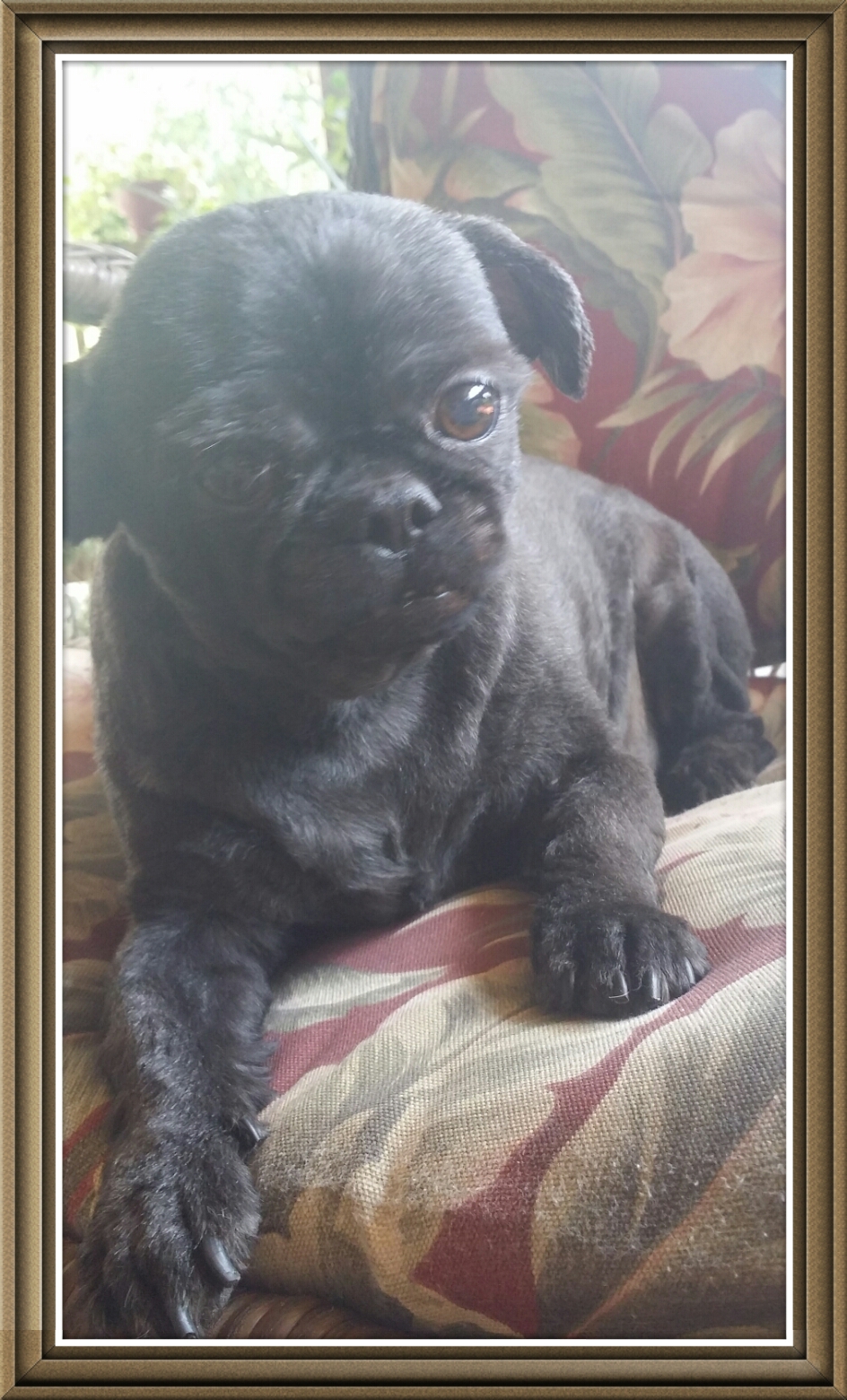 Paradise Pups Amite City