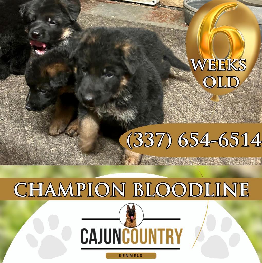 Cajun Country Kennels Duson