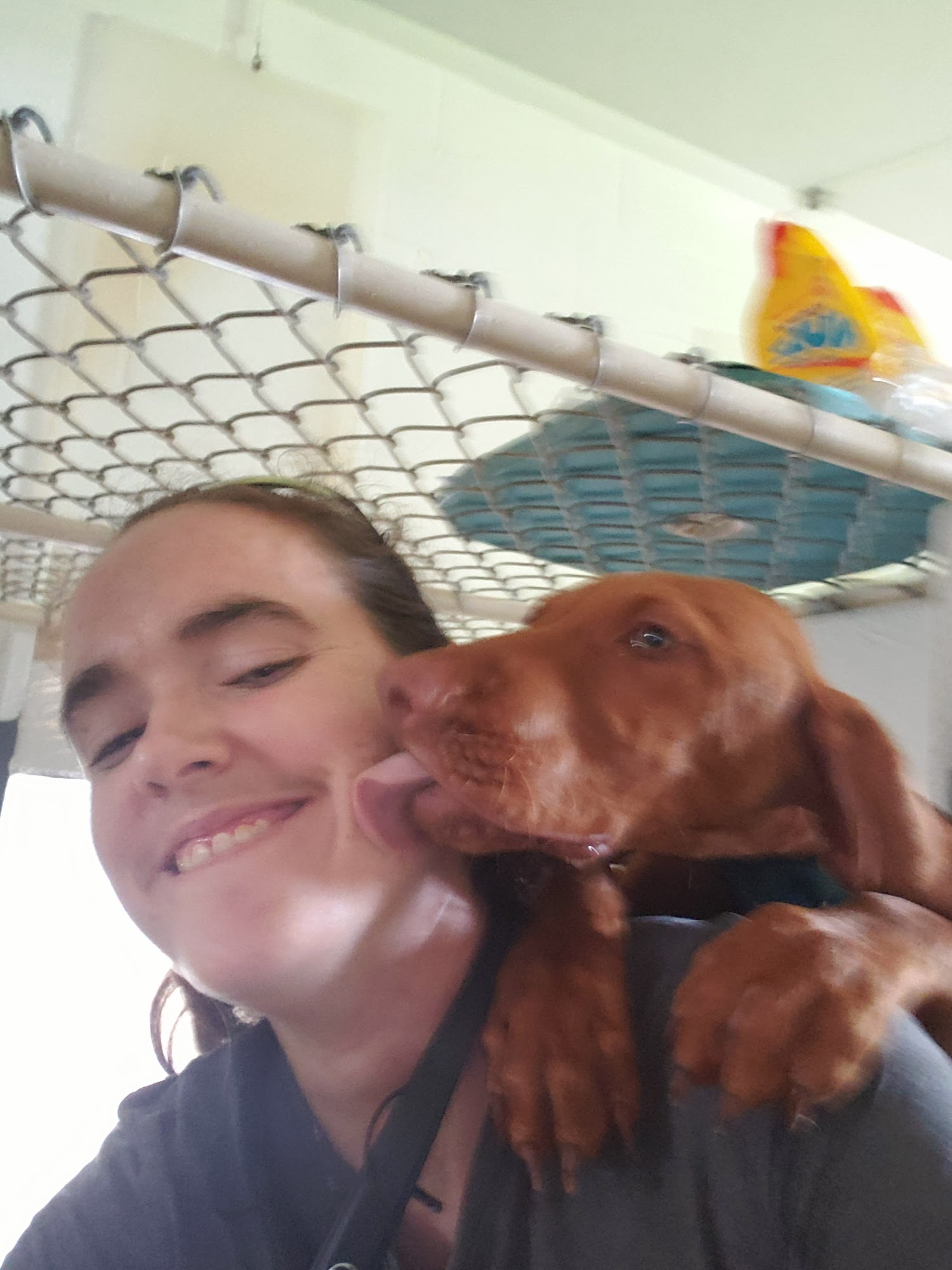 Lansa's Boarding Kennels Mandeville