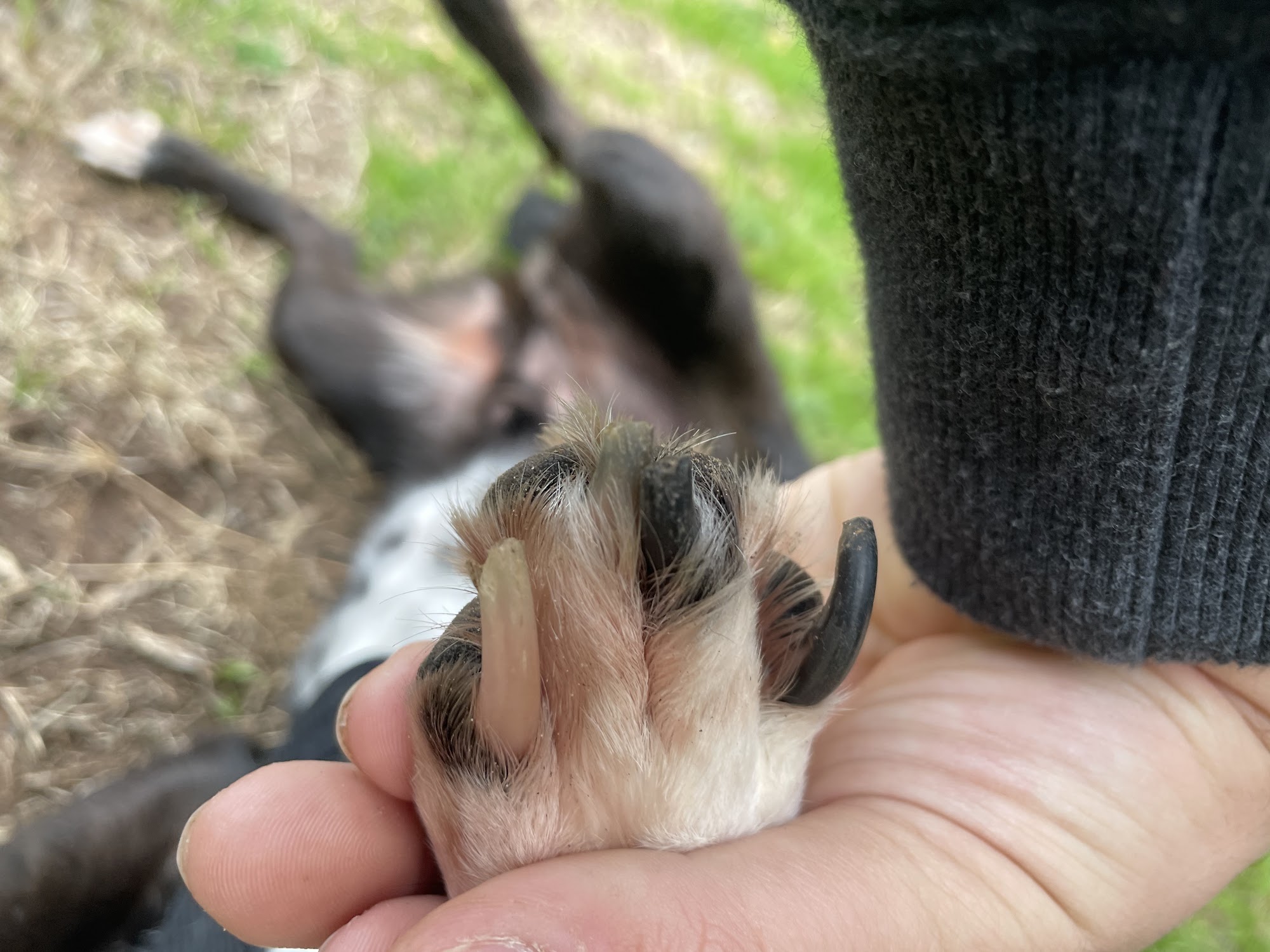 Ruston Pet Resort Ruston