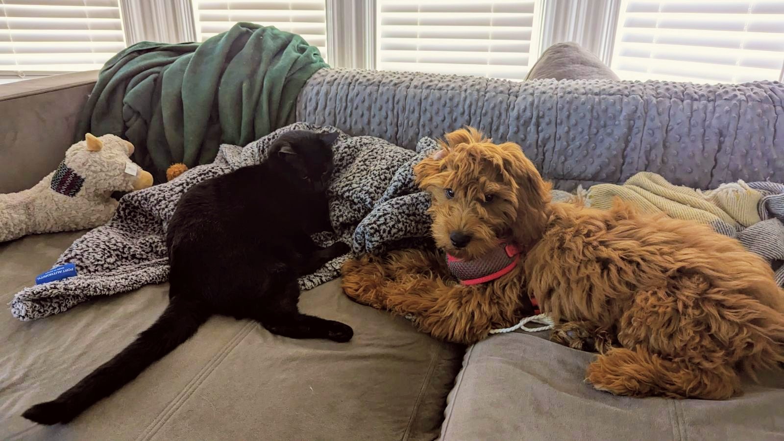 TheTreat Training Framingham