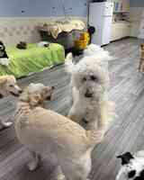 Dottie's Doggy Daycare & Grooming