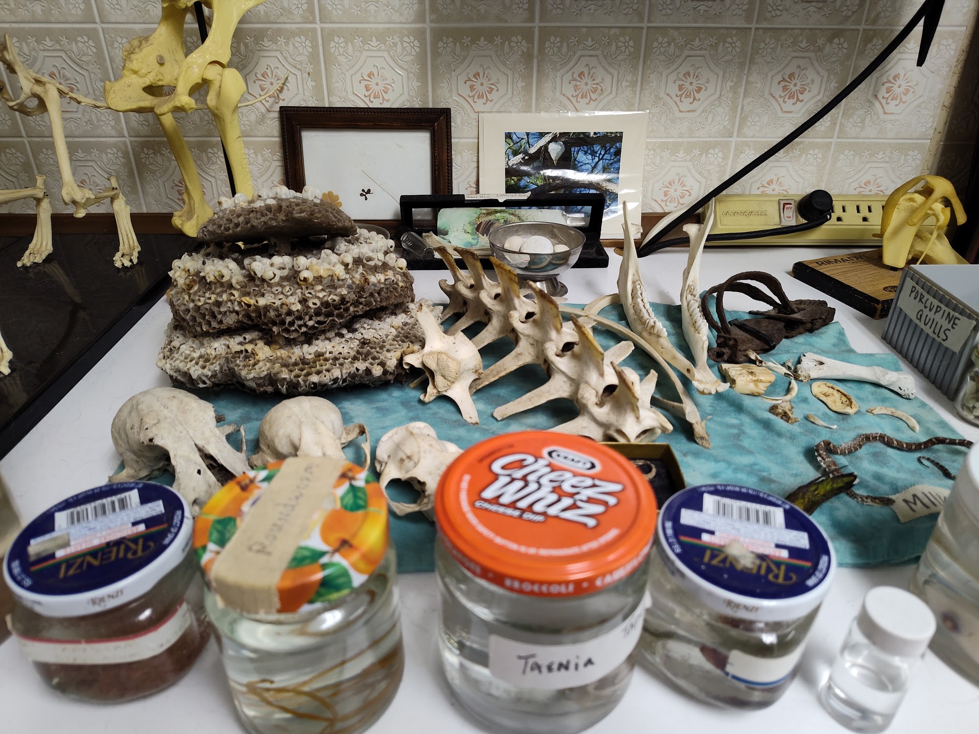 Mc Neill Veterinary Clinic Sudbury