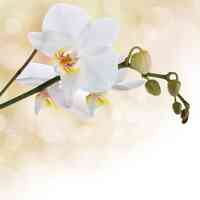 White Orchid - Massage Therapy & Polarity Therapy.