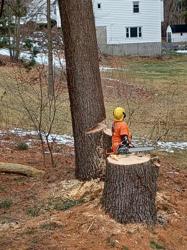 Uxbridge Tree Service