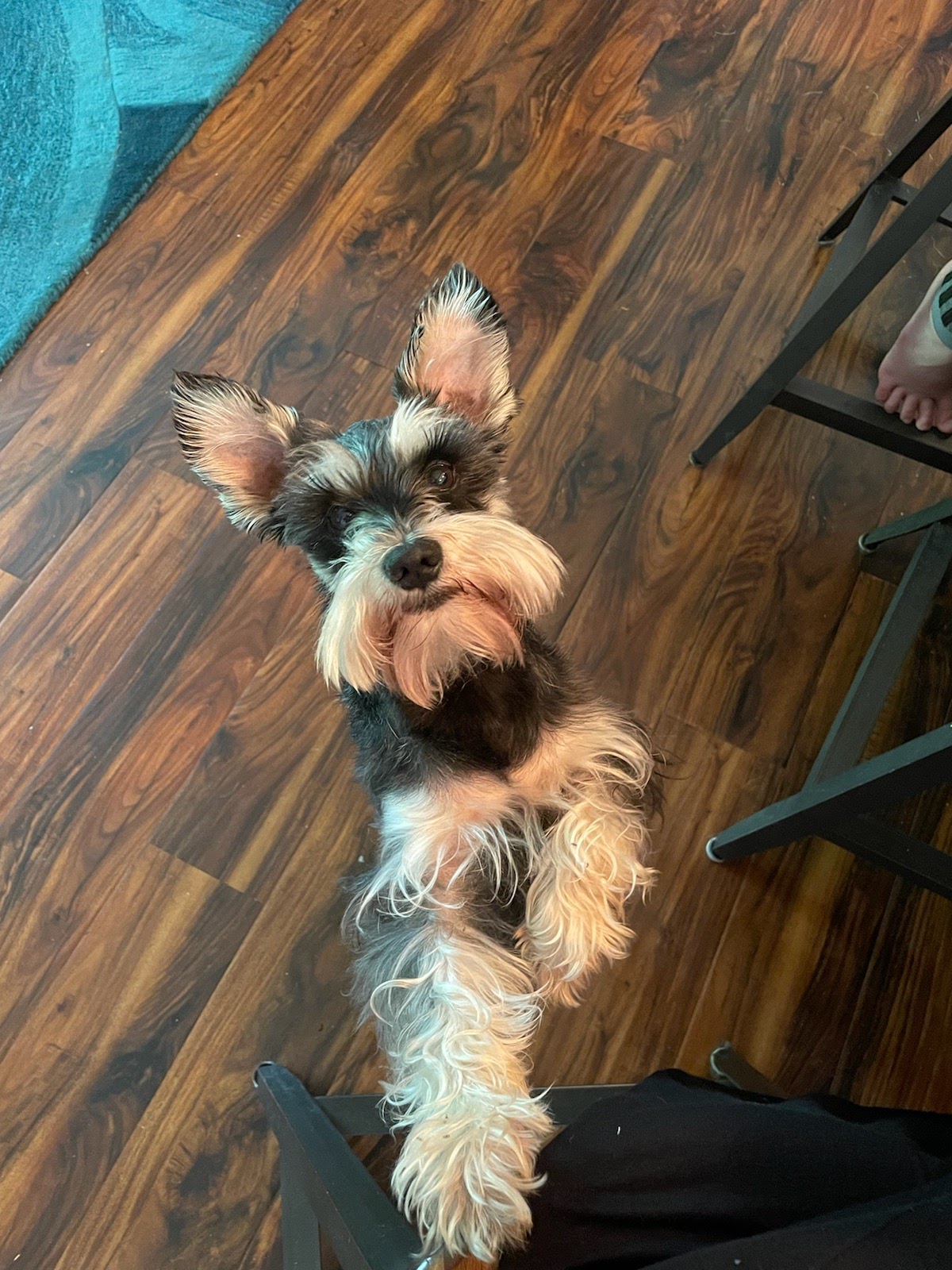 Shiney Hineys Pet Grooming Baltimore