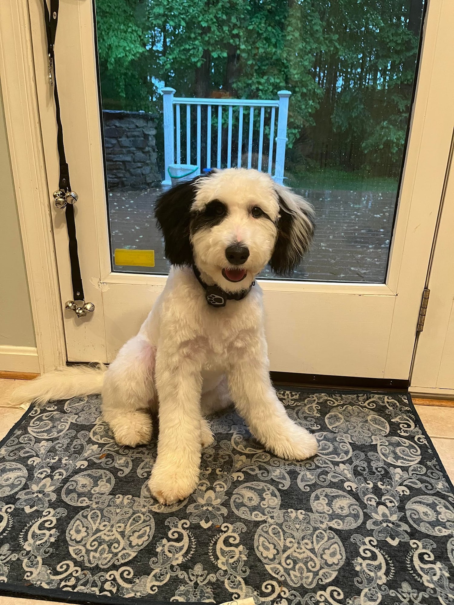 Whiskey Shears Pet Care