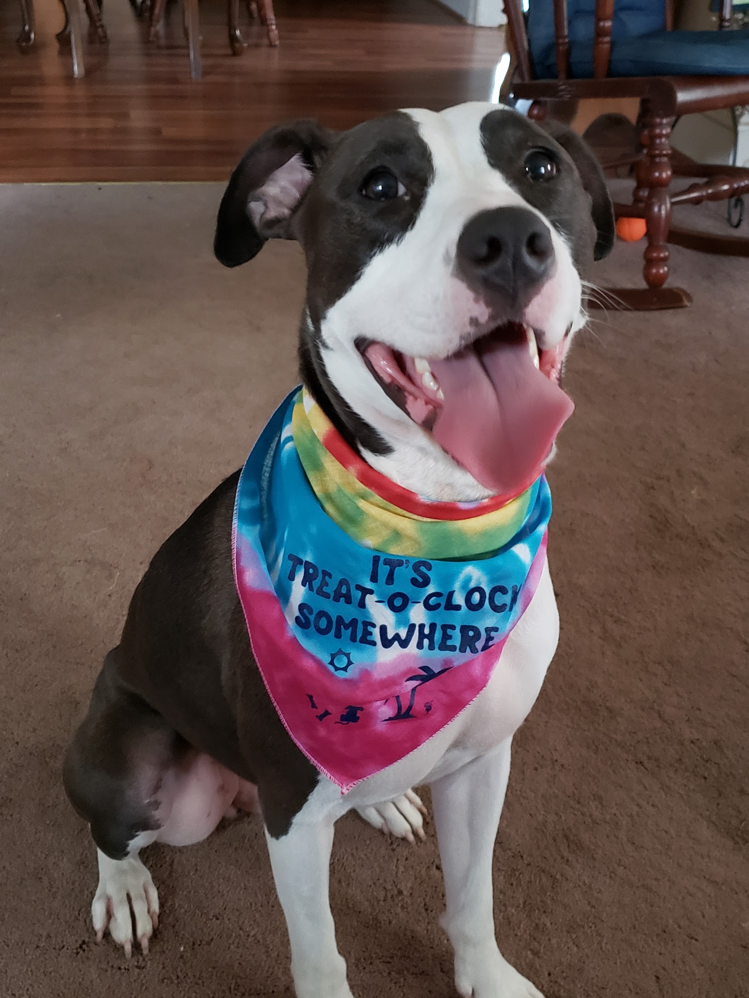 Concord Pet Foods & Supplies Berlin