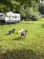 Wye River Kennel - Dog & Cat Boarding Kennel & Dog Daycare Queenstown