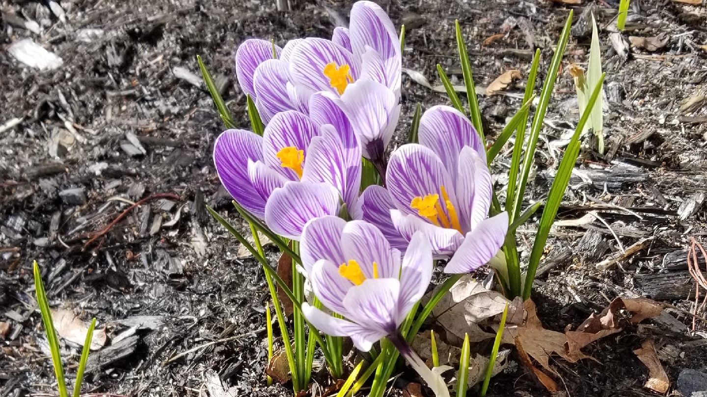 Maryanne's Therapeutic Massage