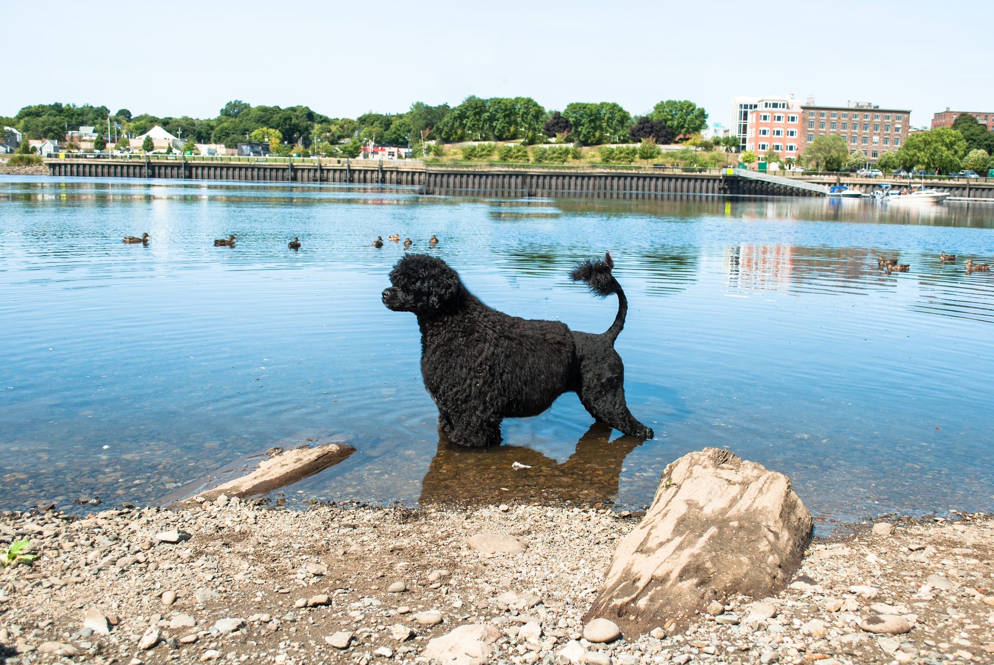 MaineSail Portuguese Water Dogs Corinth