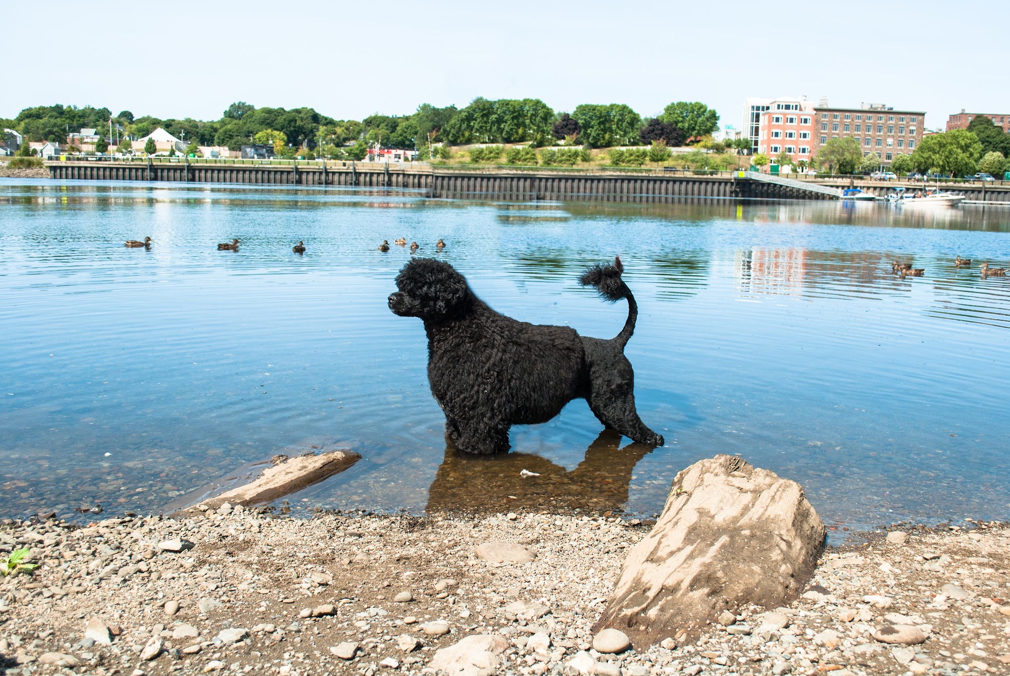 MaineSail Portuguese Water Dogs 5 Hayman Rd, Corinth Maine 04427