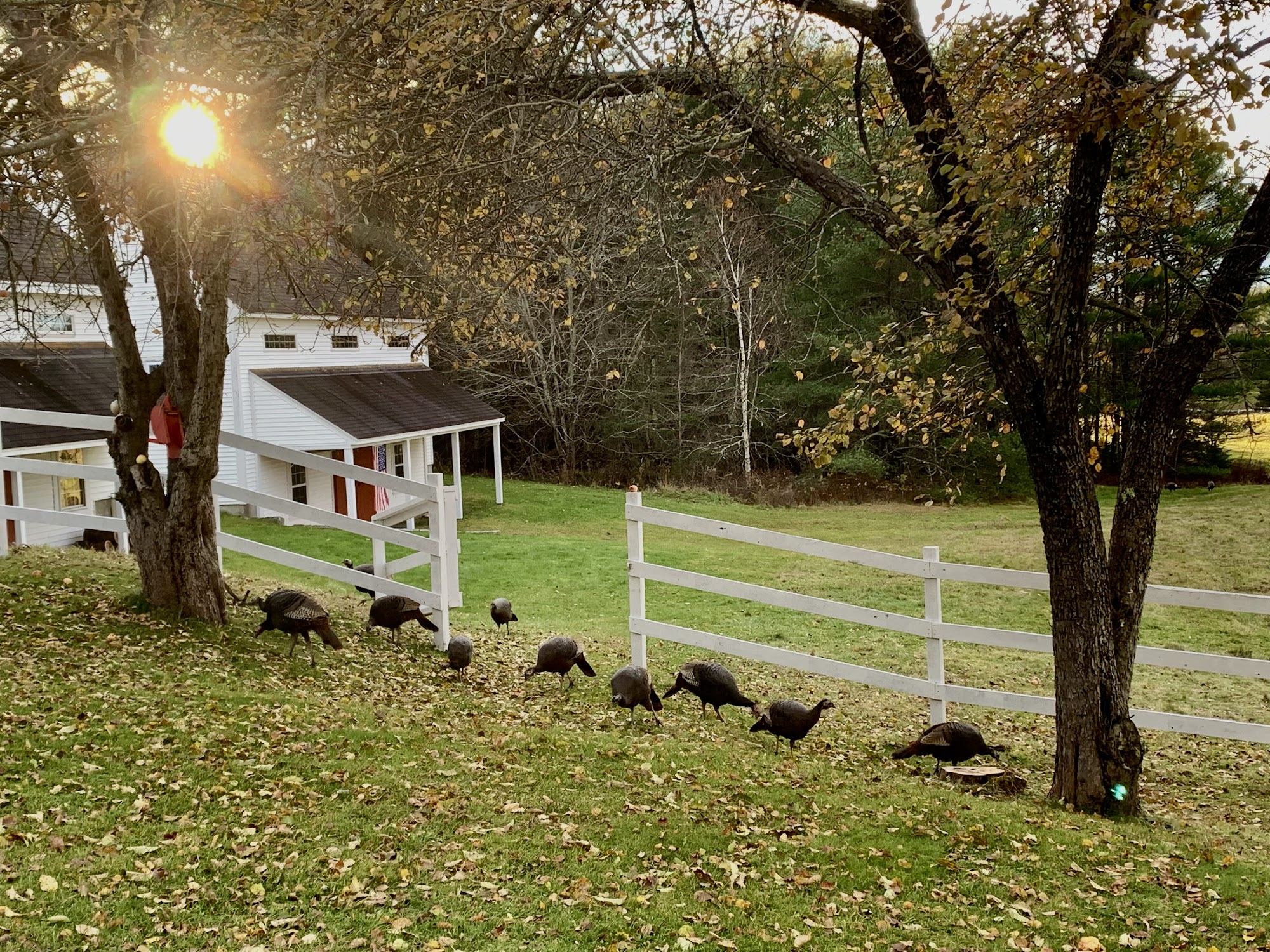 Sunset Farm Therapeutic Massage 635 Douglas Hwy, Lamoine Maine 04605