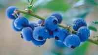 Rambo Blueberries