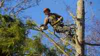 Tree Trimmers Insurance