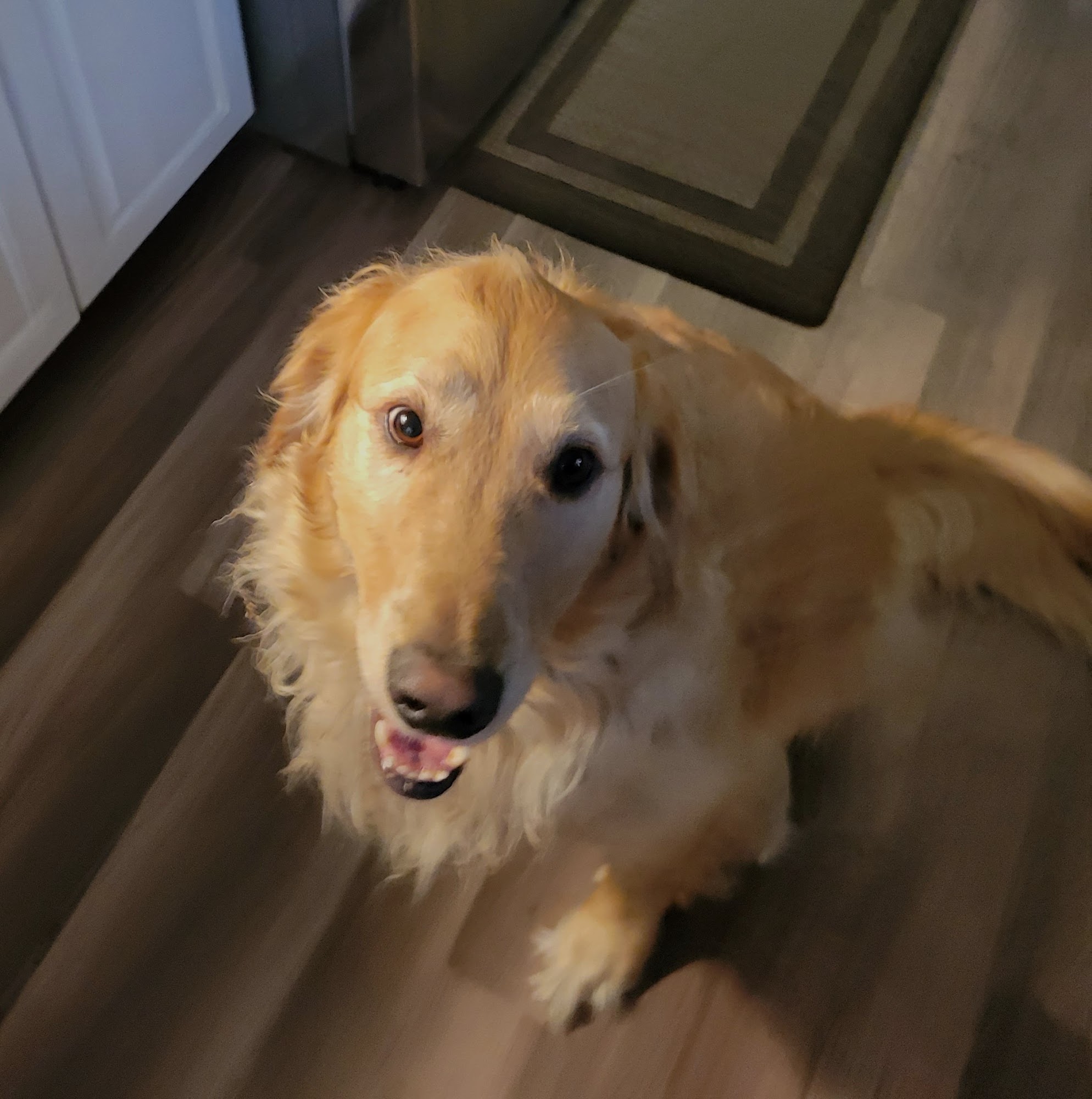 Caring Clippers Grooming Salon Muskegon