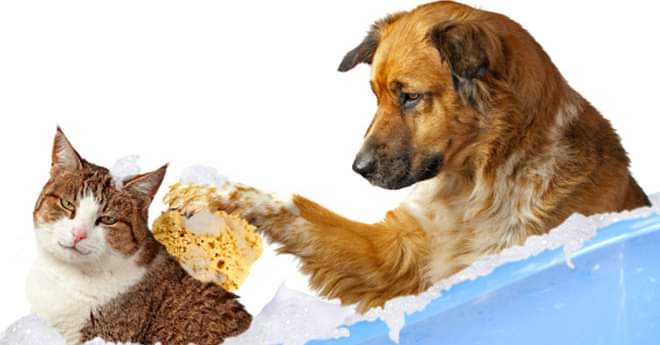 Nose to Toes Pet Grooming Portage