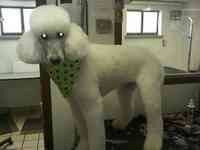 Sugar Mutts Grooming
