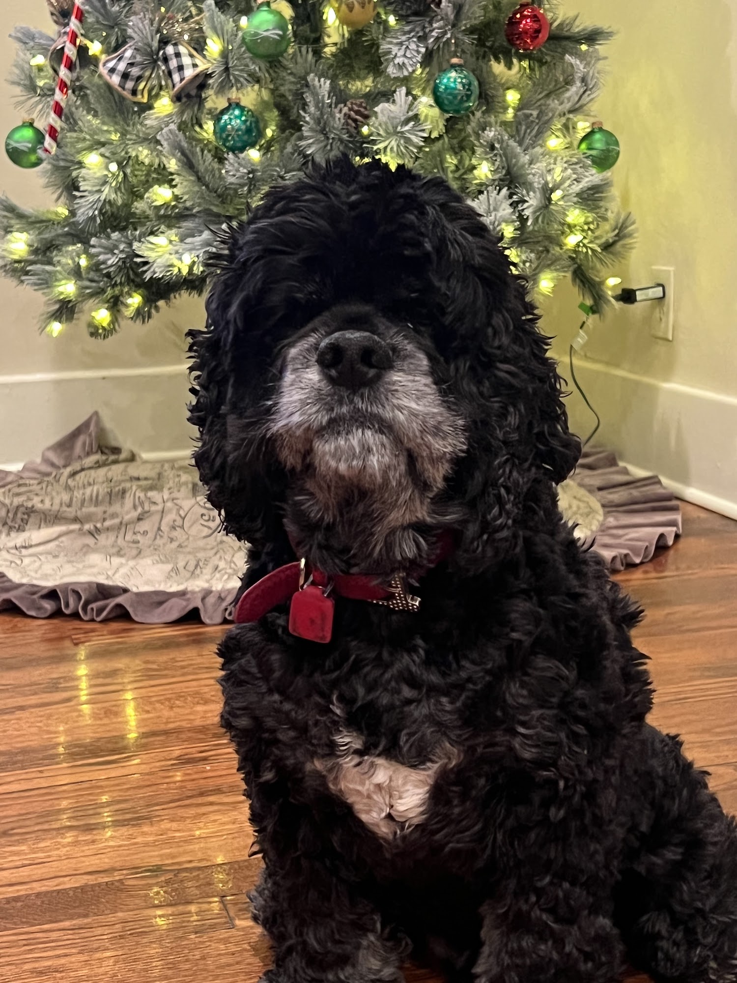 Dworkis Dog & Cat Hospital Southfield