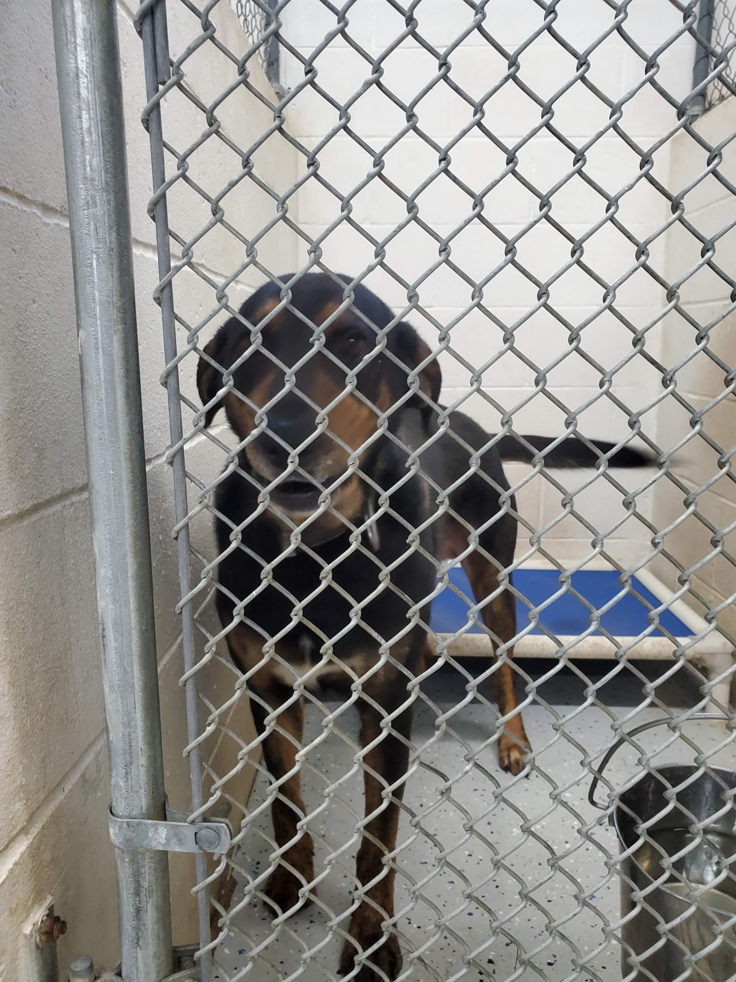 Arenac County Animal Control Standish