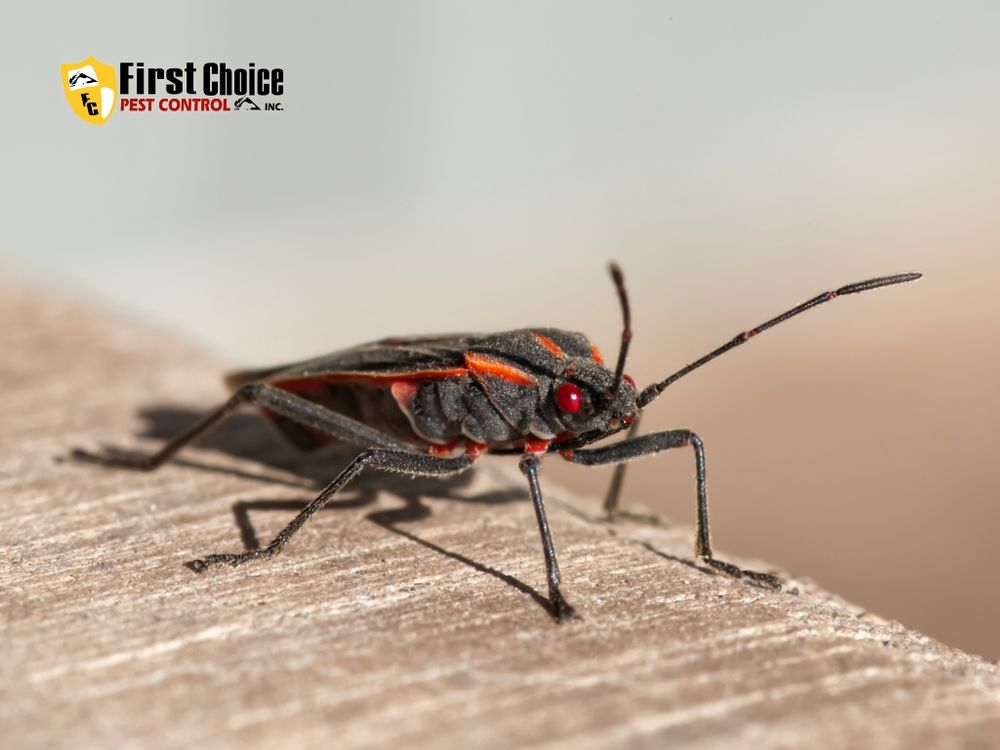 First Choice Pest Control, Inc. 5060 Gd Blanc Rd, Swartz Creek Michigan 48473