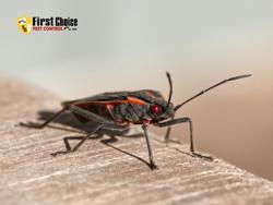 First Choice Pest Control, Inc.
