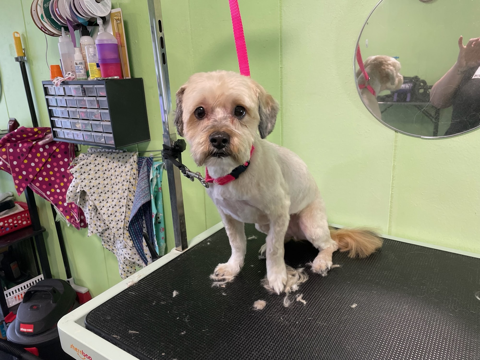 Lucy's Luxury Pet Spa Tecumseh